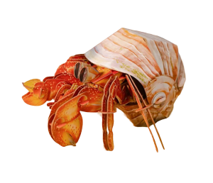 MAKEBUG 3D popierinė delionė Krabas atsiskyrėlis, MB-B-0008