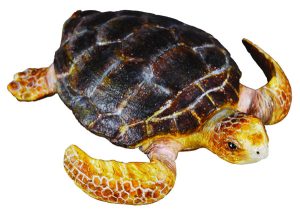 COLLECTA vėžlys (M) 88094