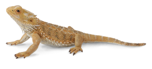 COLLECTA Barzdotasis drakonas (driežas) (L) 88567